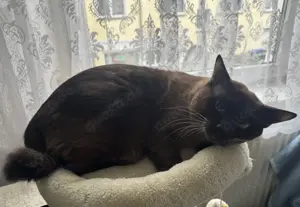 Liebevoller Deckkater sucht Katzendamen!