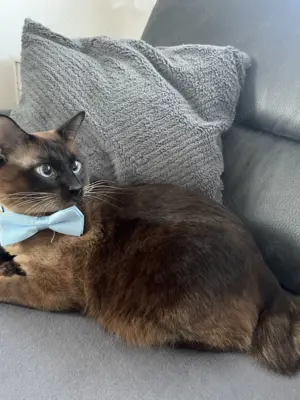 Liebevoller Deckkater sucht Katzendamen!