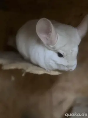 Chinchillas aus Auffangstation suchen ein Fürimmerzuhause