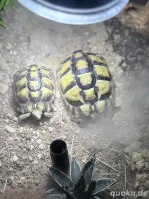 Ägyptische Landschildkröten Testudo Kleinmanni