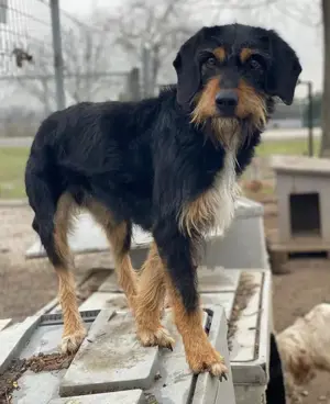 Bertha, geb. ca. 03 2023, lebt in GRIECHENLAND, im städt. Tierheim Serres Bild 3