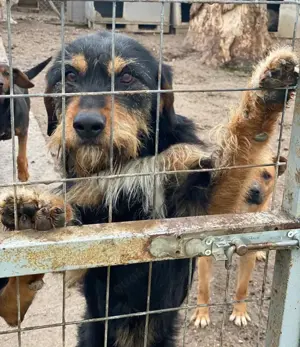 Bertha, geb. ca. 03 2023, lebt in GRIECHENLAND, im städt. Tierheim Serres Bild 8