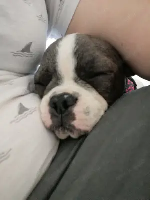 Französische Bulldogge 