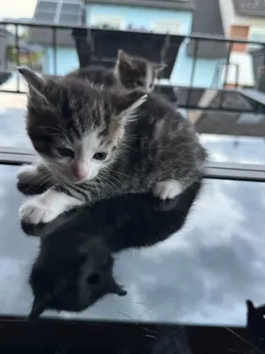 EKH Kitten 2 männliche ab Juni abzugeben