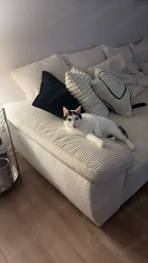 4 Jahre alter Kater und Katze suchen liebevolles Für-Immer-Zuhause 