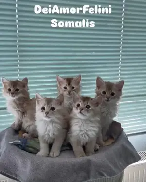 Somali Kitten in Silber
