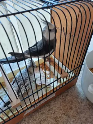 Zu Verkaufen: Nymphensittiche als Zuchtpaar 120  das PAAR Bild 2