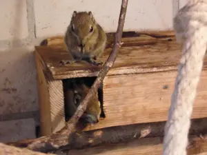 Chinesische Baumstreifenhörnchen Bild 3