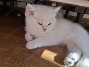 BKH Kitten Silver Shell Point aus Bielefeld 