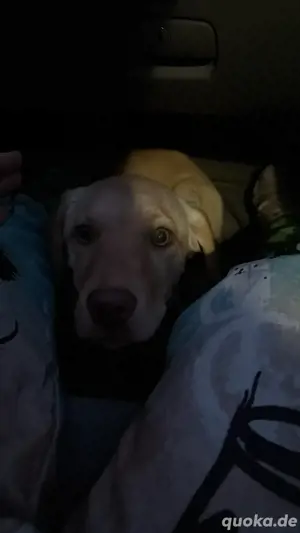 verkaufe labrador weibchen