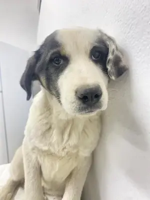 Sunshine, geb. ca. 11 2022,lebt in GRIECHENLAND, im städt. Tierheim Serres