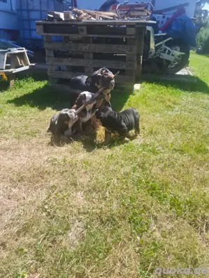 Old Englische Bulldogge  Bild 2