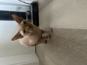 Kanadische Sphynx