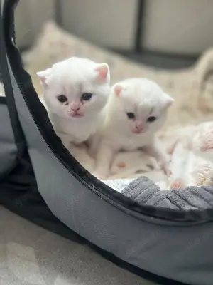 Weiße Britisch Kurzhaar Katzenbaby