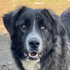  Apollo, geb. ca. 11 2023, lebt in GRIECHENLAND, im städt. Tierheim Serres