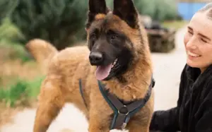 Aufgeweckter Malinois Mix Aaron sucht aktives Zuhause Bild 8