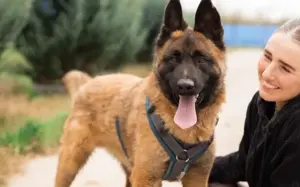 Aufgeweckter Malinois Mix Aaron sucht aktives Zuhause Bild 5