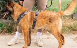 Aufgeweckter Malinois Mix Aaron sucht aktives Zuhause Bild 6