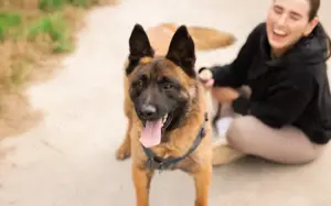 Aufgeweckter Malinois Mix Aaron sucht aktives Zuhause Bild 7