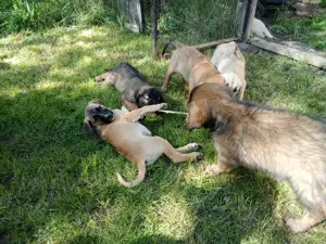 Rhodesian Ridgeback Mischlingswelpen zu verkaufen 