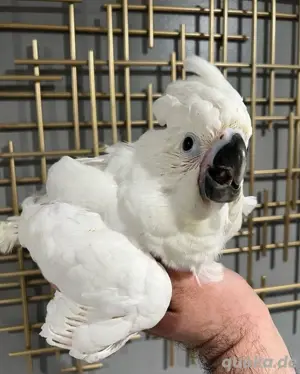 Weißhaubenkakadu-Babys