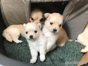 Pomchi Welpen