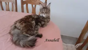 Maine Coon Mädchen 
