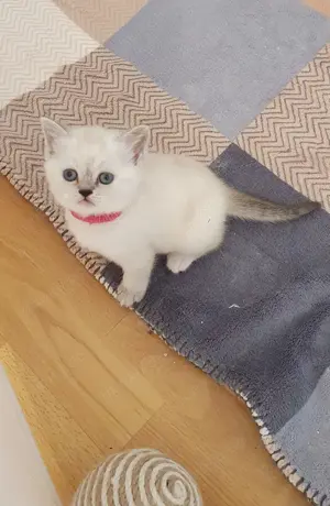 Britisch kurzhar kitten Point.Blau Augen
