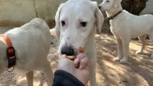 Junger Rüde Loki sucht Zuhause Bild 4