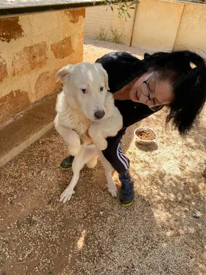 Junger Rüde Loki sucht Zuhause Bild 3