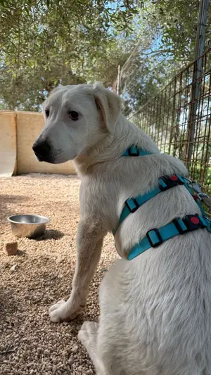 Junger Rüde Loki sucht Zuhause Bild 7