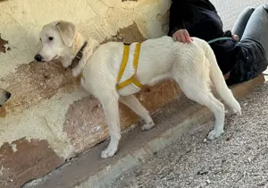 Junge Mischlingshündin Linda sucht Zuhause Bild 4