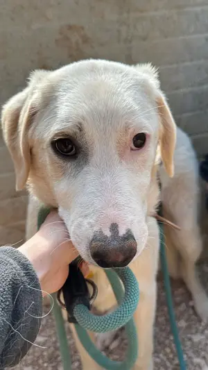 Junge Mischlingshündin Linda sucht Zuhause Bild 3