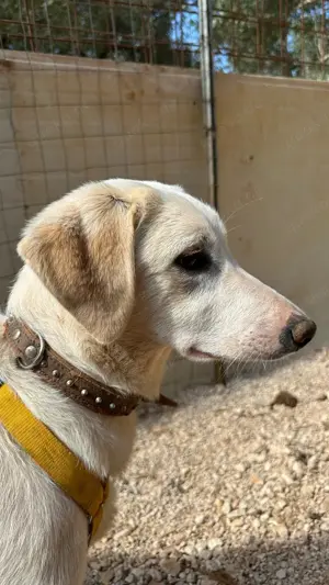 Junge Mischlingshündin Linda sucht Zuhause Bild 7