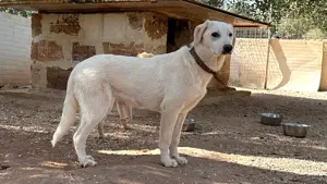 Junge Mischlingshündin Linda sucht Zuhause Bild 5