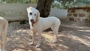 Junge Mischlingshündin Linda sucht Zuhause Bild 6