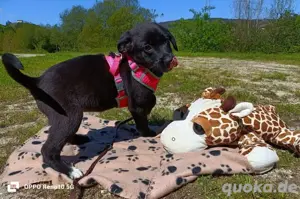 LETTY    kleine Heldin sucht ihr Glück Bild 6