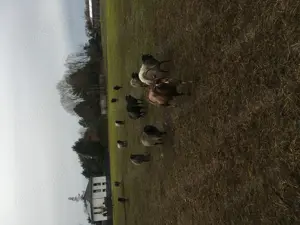 Schaf Rohwolle unbehandelt abzugeben 