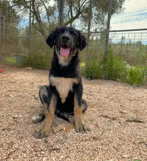 Mischlingswelpe Macho sucht Zuhause