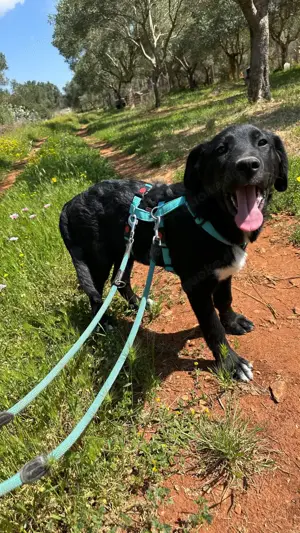 Junger Mischlingsrüde Misha sucht Zuhause Bild 9