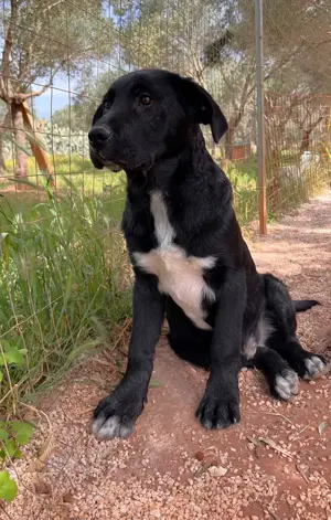 Junger Mischlingsrüde Misha sucht Zuhause Bild 2