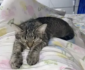 5-jährige Katze zu verschenken 
