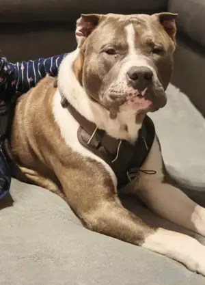 American Bully XXL 7 Monate Rüde kinderlieb sehr verschmust 