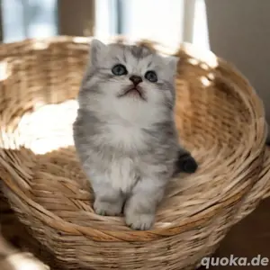 Nur noch 1 Whiskas * silver Tabby mit Stammbaum * kitten britisch Kurzhaar BLH
