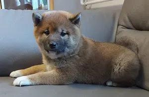 Shiba Inu Welpe mit Ahnentafel (Hündin)