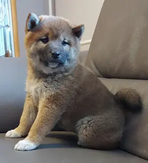 Shiba Inu Welpe mit Ahnentafel (Hündin)