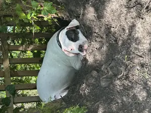 Dogo Argentino Dame abzugeben 