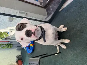 Dogo Argentino Dame abzugeben  Bild 2