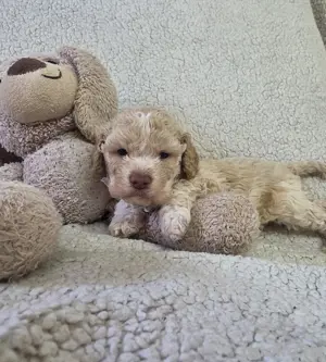 Lagotto Romagnolo Welpen vom Fichtelhof 