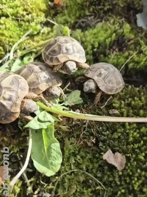 Griechische Landschildkröte